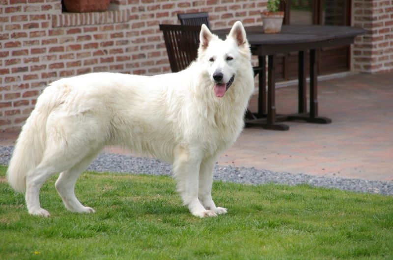 Apache des glaces de l'Alaska