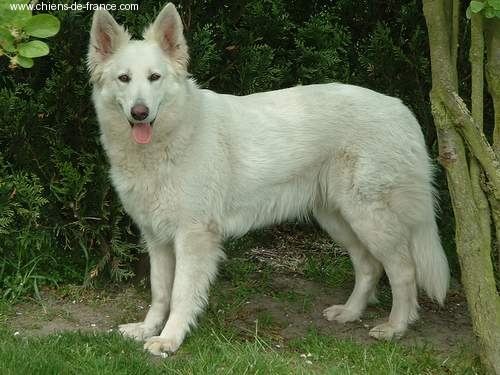 CH. Cheyenne De la cour