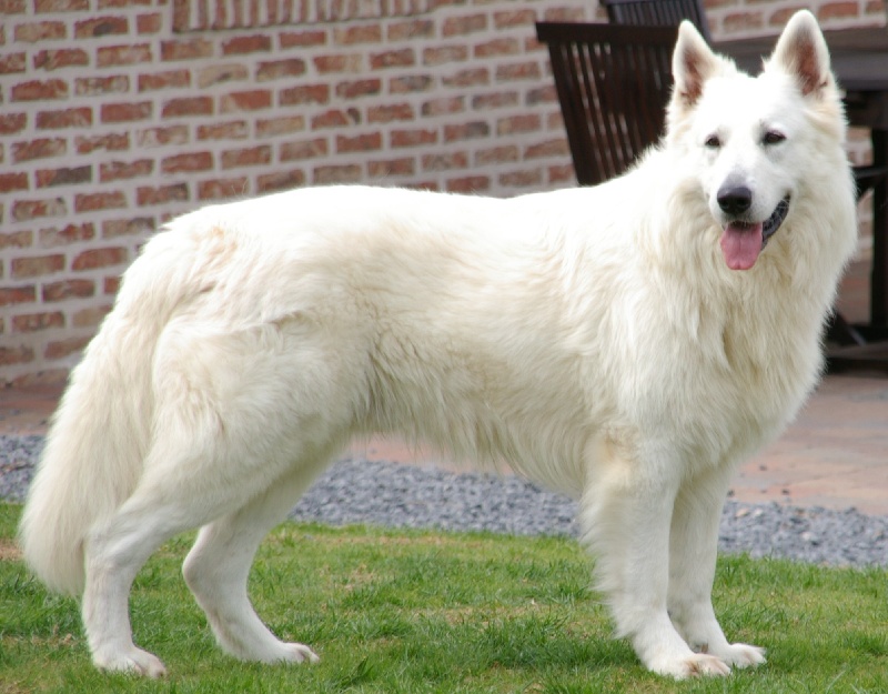 Apache des glaces de l'Alaska
